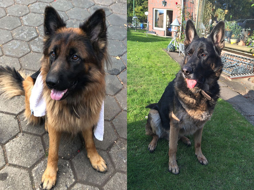 Wachhunde Pitt und Lucky