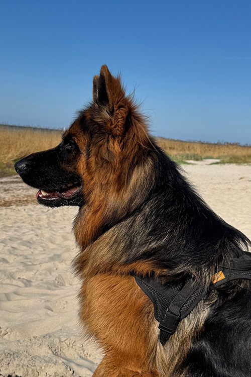 unsere-hunde