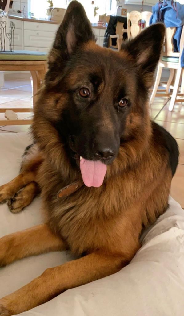 Wachhund